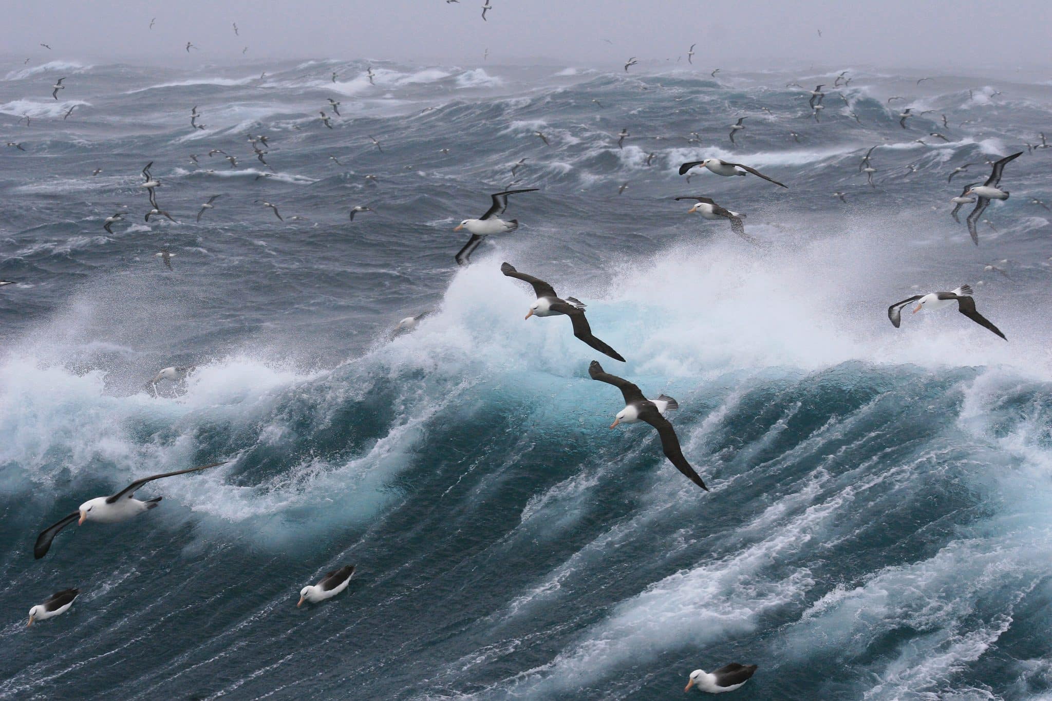 Birds In A Hurricane IVAR birds-in-a-hurricane-ivar